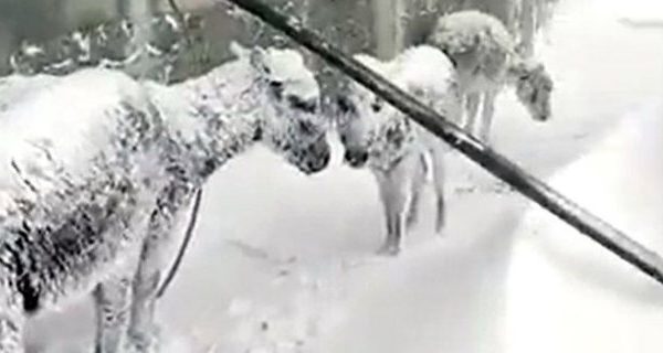 Pamje të trishta në Turqi deri në 1.5 metër borë, gomarët ngrijnë nga acari